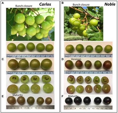 Transcriptional profiling of two muscadine grape cultivars “Carlos” and “Noble” to reveal new genes, gene regulatory networks, and pathways that involved in grape berry ripening